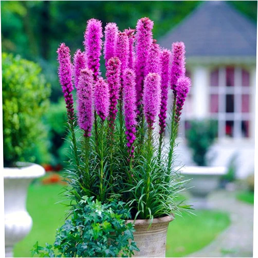 Eden Brothers Gayfeather/Blazing Star Seeds - Packet - Purple Flower Seeds, Heirloom Seed, Open Pollinated Seed Attracts Bees, Attracts Butterflies, Attracts Hummingbirds, Attracts Pollinators, Container Garden