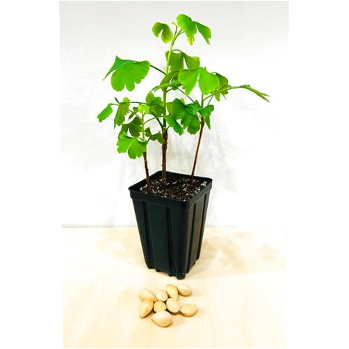 Gerald Winters and Son Ginkgo Tree - Pot of 3 Starter Plant. Gingko biloba. 6