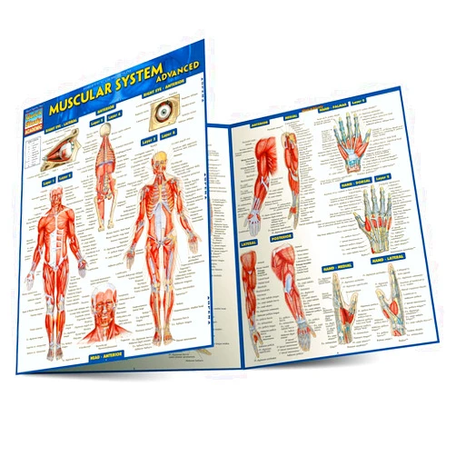 Inc. BarCharts Muscular System Advanced (Quick Study Academic)