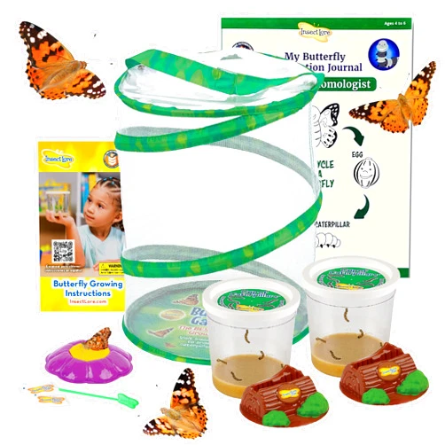 Insect Lore Live Butterfly Garden Life Cycle Observation Kit | 10 Live Baby Painted Lady Caterpillars | Habitat and Supplies Included