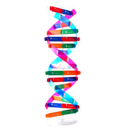 VIUJUH HMANE DNA Models Double Helix Model Components Science Educational Teaching Instrument Toy