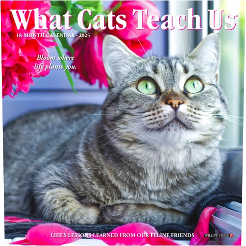Willow Creek Press What Cats Teach Us 2025 7