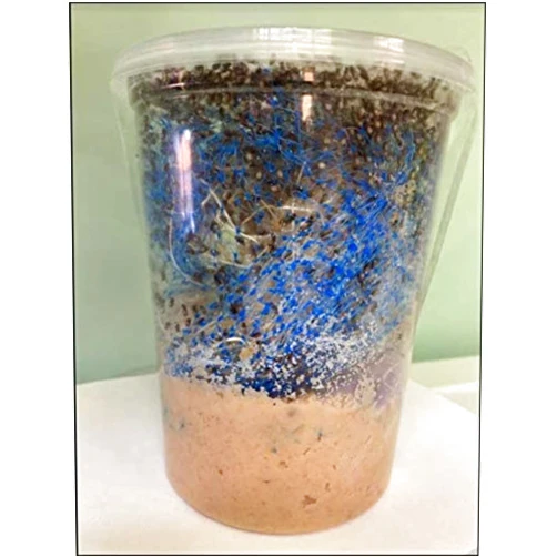 Insectsales.com Hydei Fruit Fly Starter Culture (Flightless - Drosophila Hydei) (A) Culture Only