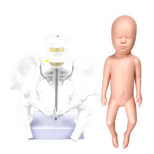 Boutvar Life Size Flexible Female Pelvis Model with Baby Model, Including Femur Heads and Joints, Doula CBE Childbirth Education Tools and Supplies, Anatomy, Teaching and Studying Purpose