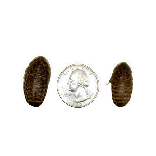Dubia Roaches 600 Large