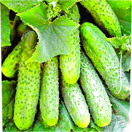 SeedsUA Seeds Cucumber Nezhin Pickling Vegetable for Planting Non GMO