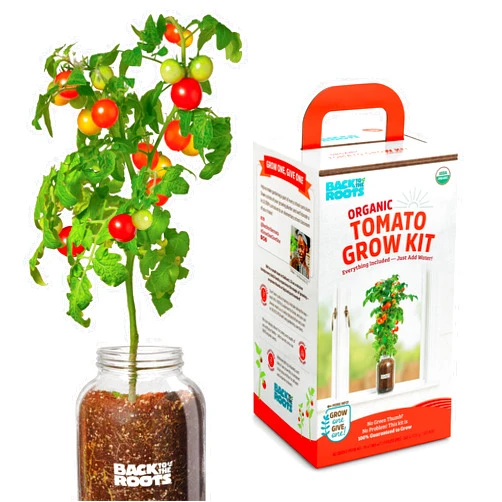 Back to the Roots Cherry Tomato Organic Windowsill Planter Kit - Grows Year Round, Includes Everything Needed For Planting