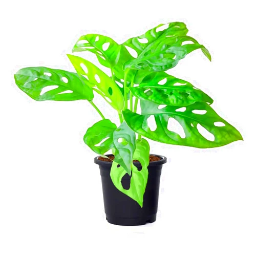 American Plant Exchange Monstera Adansonii – Live 4-Inch Pot Swiss Cheese Vine Plant, Small Easy-Care Trailing Houseplant, Low-Maintenance Air Purifying Plant for Home, Office & Garden Décor