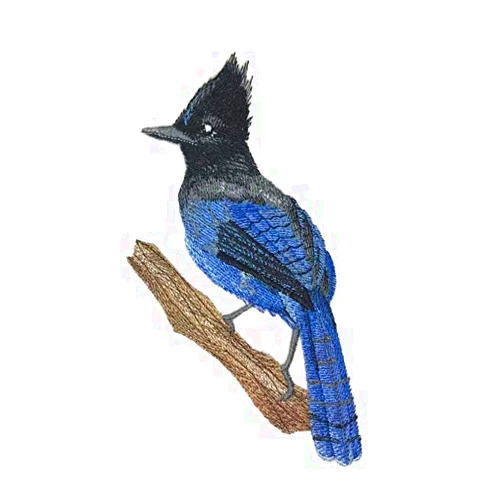 BeyondVision Amazing Steller's Jay on Branch Embroidered Iron on/Sew Patch [4.1