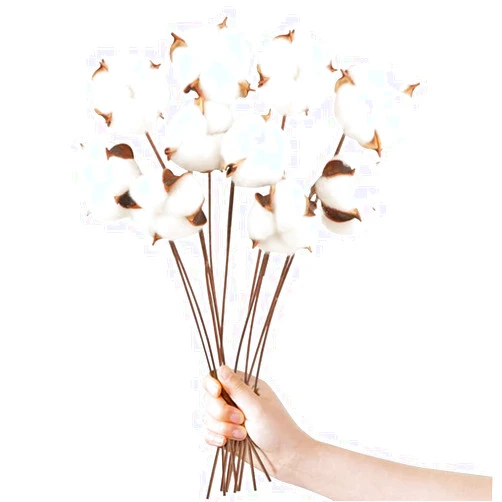 XIGUI 10 Packs Cotton Stems, Natural Dried Cotton , Cotton Decor,for Vase Fillers Home Wedding Decor