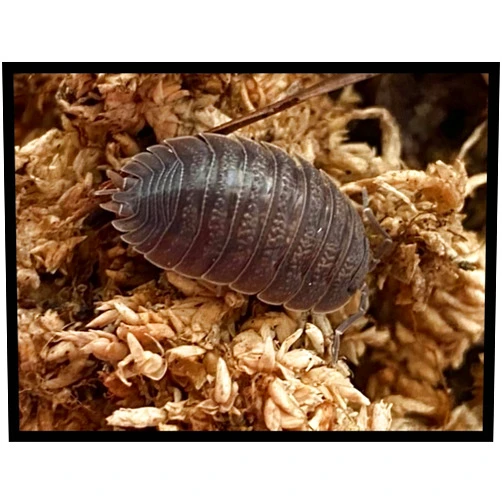 Critters Direct Giant Canyon Isopods (Qty-25), for Arid Amphibian/Reptile/Invertebrate Bioactive Habitats, by Critters Direct
