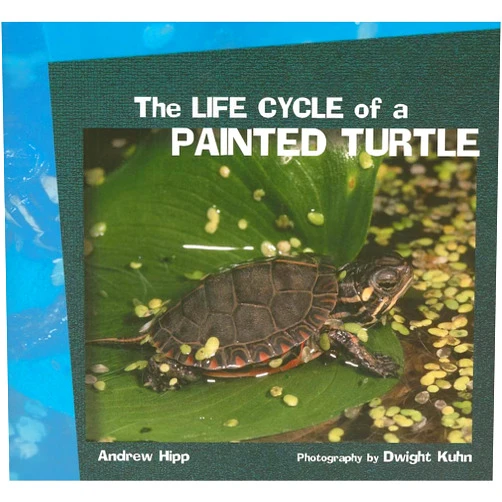 Andrew Hipp,Dwight Kuhn The Life Cycle of a Painted Turtle (Life Cycles)