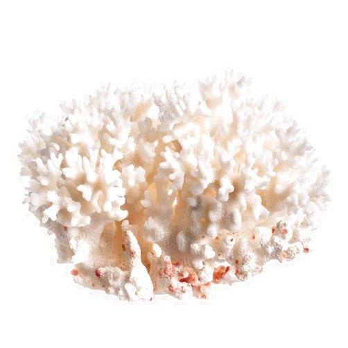 Nautical Crush Trading White Sea Coral | Lace Coral Pocillopora Damicornis | Plus Free Nautical eBook by Joseph Rains