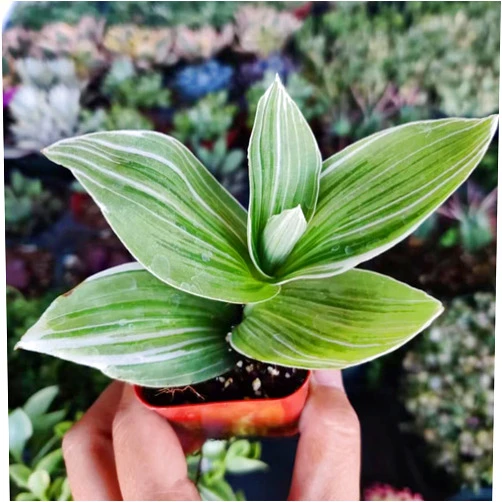 FOLIAGEMS Live Wandering Jew Plants from USKC (2