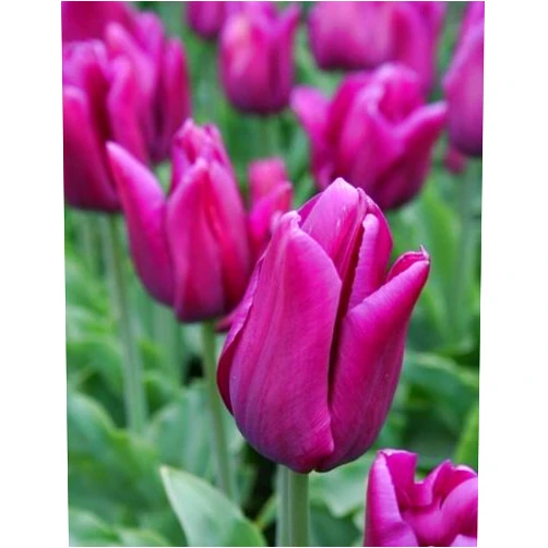 Boekee's Nursery 25 Quality Tulip Bulbs - Passionale Purple - Freshly Imported from Holland