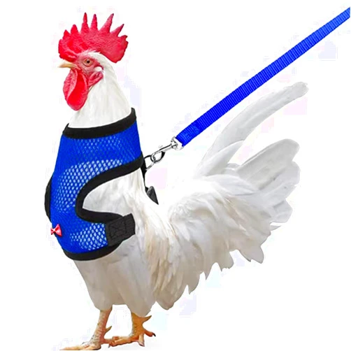 Arbootjin Chicken Harness (Medium, Blue) with Leash, Breathable, Adjustable, Comfortable for Chickens, Ducks, Geese, and Small Pets