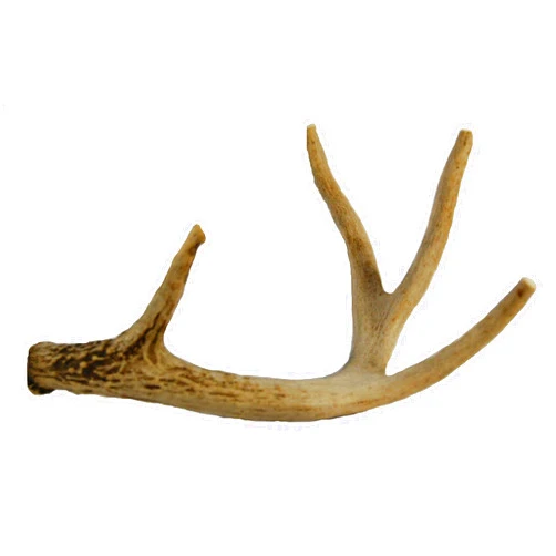 Big Dog Antler Chews Whitetail Deer Antler Dog Chew, Medium, 8 Inches to 13 Inches Long, Natural, Healthy Long-Lasting Treat. for Medium to Large Size Dogs and Puppies.