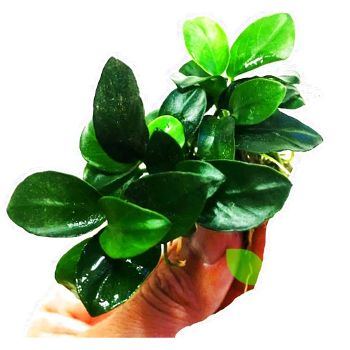 PLANTEREST Anubias Nana Petite Potted Live Aquarium Plant Decorations BUY2GET1FREE