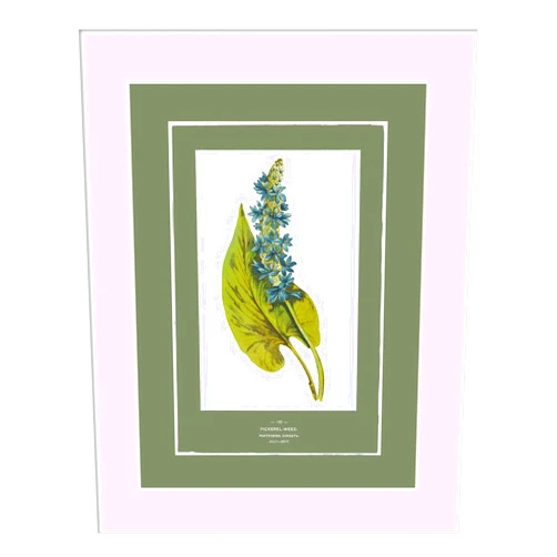 Amanti Art Framed Wall Art Print (17x21) Green Botanics II by PI Studio Framed Poster for Wall Decor, Living Room, Bedroom, Bathroom, Kitchen, Office or Business Artwork from WI, USA