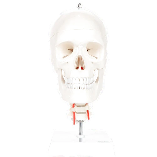 Axis Scientific 3-Part Human Skull Model with Flexible Neck | Realistic Life Size Plastic Skull on a Flexible Cervical Spine Molded from a Real Human Skull
