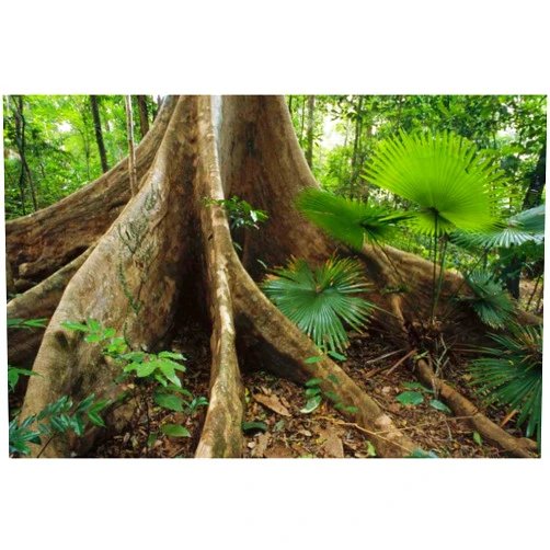 Posterazzi Woka Palm and buttress in lowland rainforest understory Sulawesi Indonesia Poster Print by Tui De Roy (12 x 18)