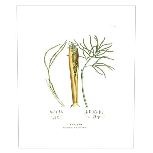 Pacifica Island Art Geonoma Palm - Simplicifrons Willd - Pinnatifrons Willd - Vintage Botanical Illustration by Carl Friedrich Philipp von Martius c.1820s - Fine Art Rolled Canvas Print 11in x 14in