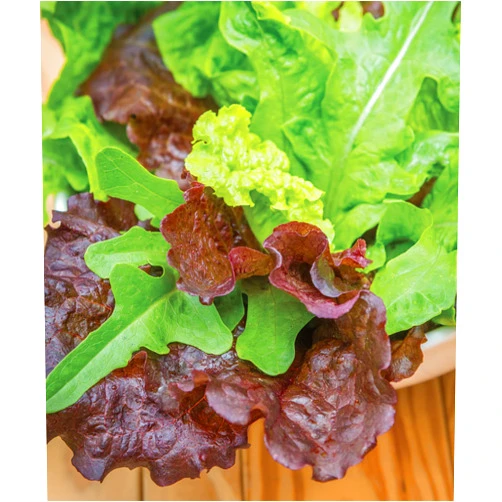 Burpee Heatwave Blend Lettuce Seeds 1000 seeds