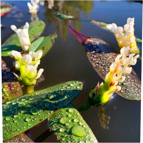 Chalily Live Aquatic Pond Plant Water Hawthorn: Hardy Outdoor Garden Water Pond Plants Lily Like Floating Pads Goldfish Koi Lotus Ponds Loves Shade Sun Flowers Beautiful White Vanilla Scented Lily