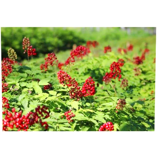 CZ Grain Red Baneberry Native Seeds for Planting (50 Seeds) - Actaea rubra