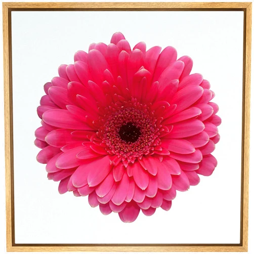 SIGNWIN Framed Canvas Print Wall Art Deep Pink and Black Gerbera Daisy Floral Plants Photography Realism Rustic Closeup Colorful Multicolor for Living Room, Bedroom, Office - 24