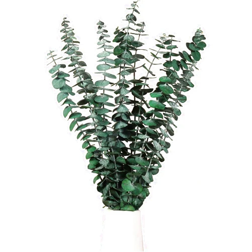Skalago Dried Eucalyptus Leaves Real Greenery Stems, 14 Pcs Preserved Eucalyptus Garland Branches for Shower, Eucalyptus Plant Live Bundle Green Leaves for Wedding Wreath Party Home Fragrance Vase Decor