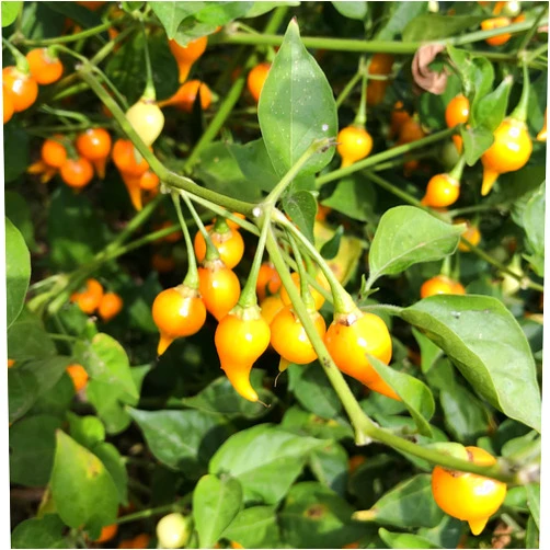 Mountain Valley Seed Company Biquinho Yellow Hot Pepper Seeds - 1 Lb ~80000 Seeds - Non-GMO, Heirloom - Vegetable Garden - Capsicum annuum