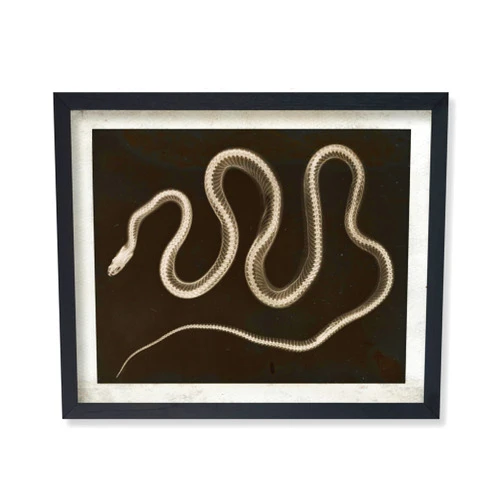 Poster Master Vintage Snake Poster - Retro X-Ray Snake Print - Serpent Art - Reptile Art - Gift for Him, Her, Animal Lover - Wall Decor for Bedroom, Living Room, Office - 8x10 UNFRAMED Wall Art