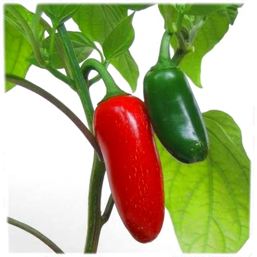 Ohio Heirloom Seeds Ohio Heirloom Jalapeno Pepper Seeds for Planting - Grown in 2024 for 2025 Harvest, Heirloom Seeds for Home Garden Vegetables with 85% Germination Rate, Spicy, Versatile, & Open-Pollinated, 75+ Seeds