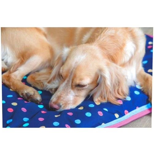 DIGBY & FOX Shires Waterproof Dog Bed