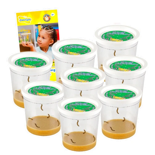 Insect Lore 40 Live Baby Painted Lady Caterpillars | 8 Cups of Caterpillars Basic, 5 Per Cup - Refill for Butterfly Kit | Caterpillars and Food Included