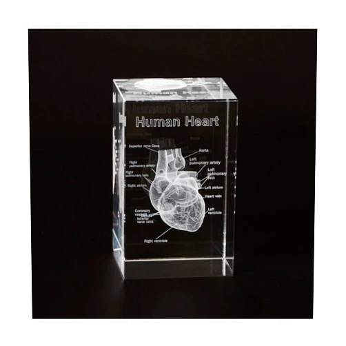 Ultrassist 3D Human Heart Crystal Model, Laser Etched Anatomical Model for Home and Office Decoration, Cardiology Gifts