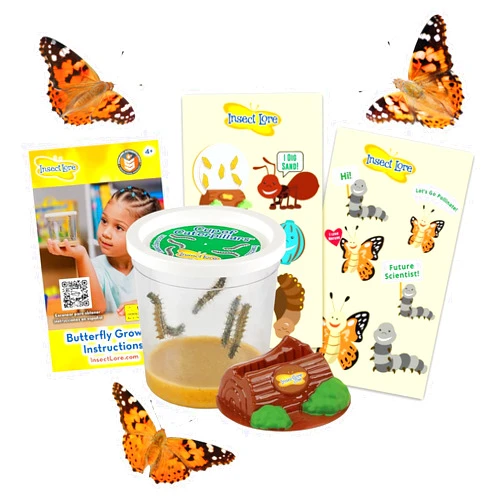 Insect Lore Cup of Caterpillars | 5 Live Caterpillars for Butterfly Garden | Refill for Painted Lady Butterfly Kit | Stickers & Chrysalis Log | STEM Learning Activity