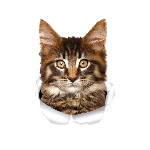 Winston & Bear Maine Coon Cat Wall Decals - 2 Pack - Tabby Maine Coon Kitty Cat Toilet Sticker - 3D Cat Car Window and Bumper Sticker - Retail Packaged Cat Lover Gifts