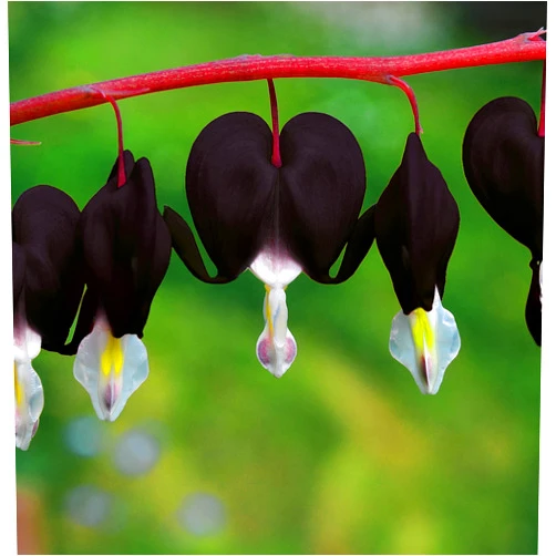 Seeds Of Strength 20 Pcs Bleeding Heart Seeds Dicentra Spectabilis Shade Flower Garden Spring Flowering