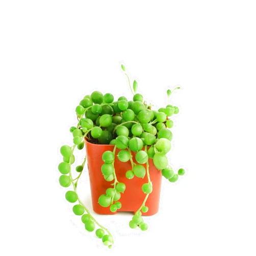 Shop Succulents String of Pearls Succulent Pack - Live 2