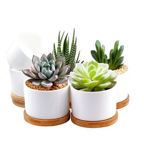 ZOUTOG Succulent Pots, White Mini 3.15 inch Ceramic Flower Planter Pot with Bamboo Tray, Pack of 6 - Plants Not Included