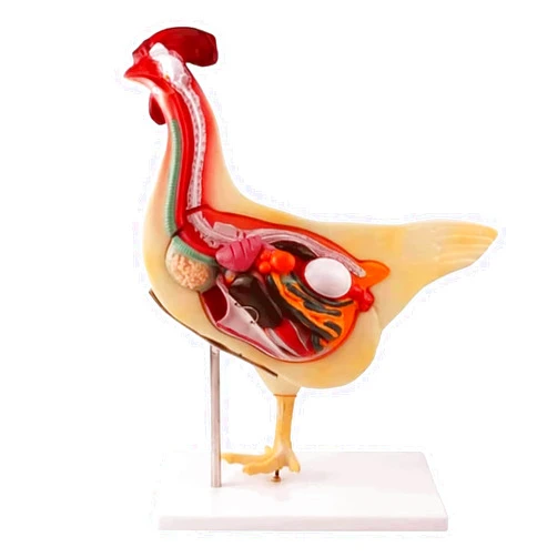 JUWTEEI Animal Internal Organ Anatomy Chicken Anatomy Model Detachable Biomedical Model Teaching Research Demonstration