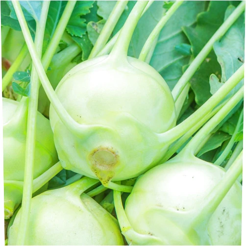 Burpee Konan Hybrid Kohlrabi Seeds 100 seeds