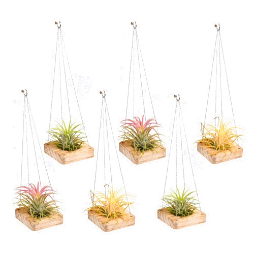 MITIME Air plant holder, hanging wooden air plant suspension,rustic air plant Stand.Air plant hangers for indoor decoration,suitable for home office air plant display containers.Set of 6 (light color)