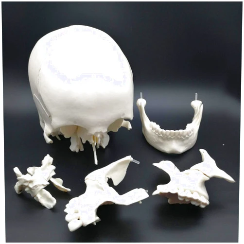 YOtat Life Sized Human Skull Model for Teaching Study - Medical Anatomical Adult Skull Model with Detachable 22 Part - Detail Show Major Foramen, Fossa, and Canals