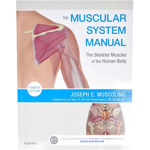 Joseph E. Muscolino DC The Muscular System Manual: The Skeletal Muscles of the Human Body