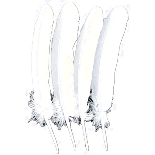 Touch of Nature 4-Piece Turkey Feather for Art and Craft, 12.25 to 13-Inch, White