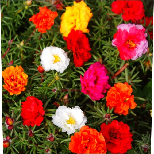 Outsidepride 10000 Seeds Annual Portulaca Moss Rose Ground Cover Seed Mix for Planting