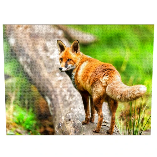 MyPuzzle.com MyPuzzle Red Fox On The Forest Path - Premium 1000 Piece Jigsaw Puzzle for Adults